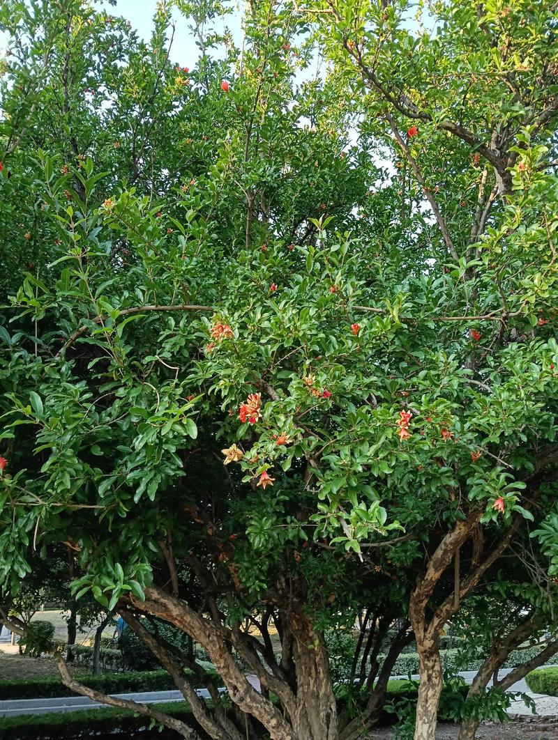 石榴花期与果期（含表格）