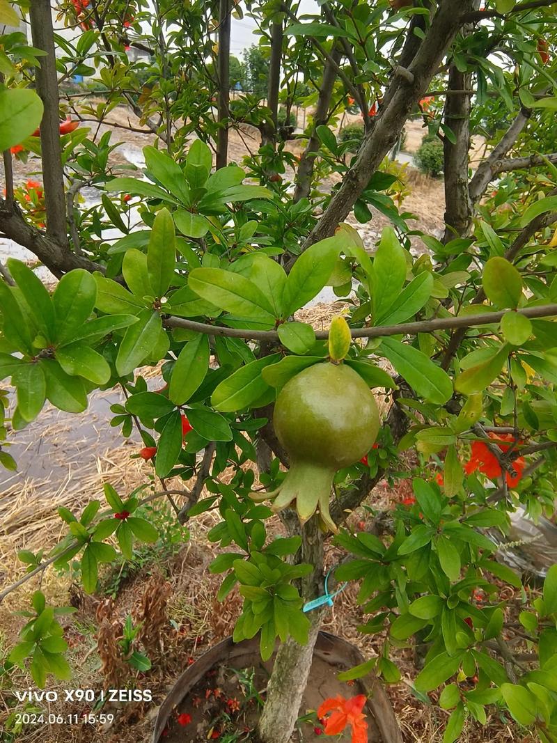 促花促果养护步骤（按时间顺序）
