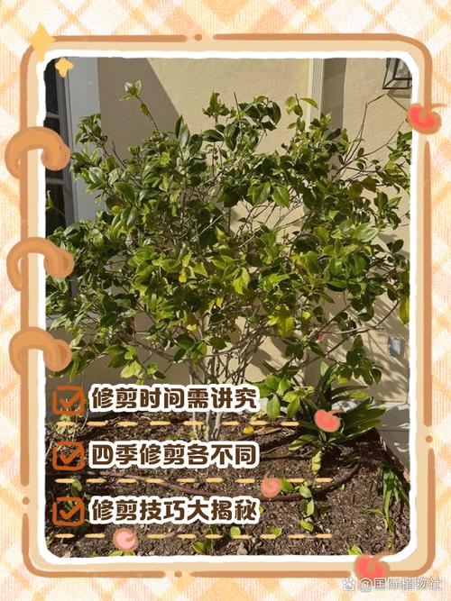 施肥：薄肥勤施，以磷钾肥为主促花