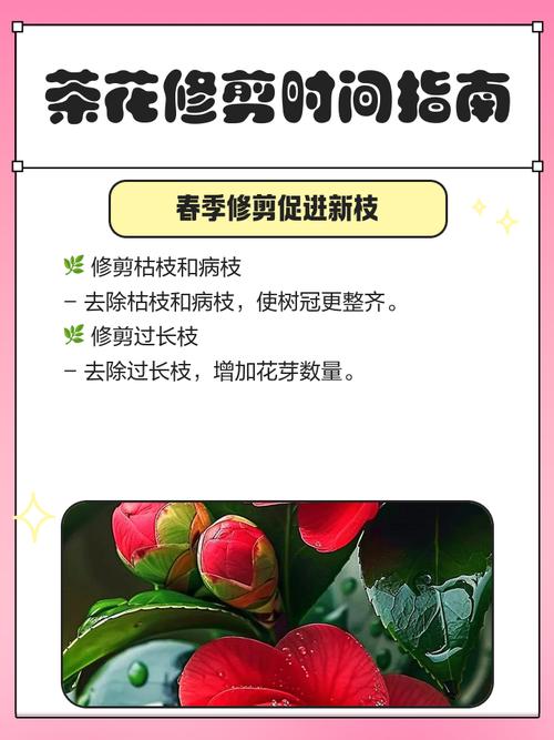 光照：喜半阴怕暴晒，秋冬可增光