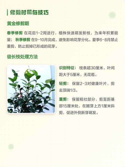 修剪：花后和休眠期是修剪黄金时间