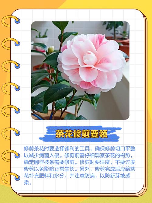 换盆：每2-3年一次，春秋两季均可