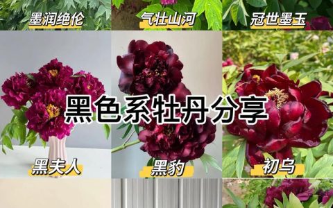 牡丹花冬天会开花吗？自然花期与反季节养护全解析