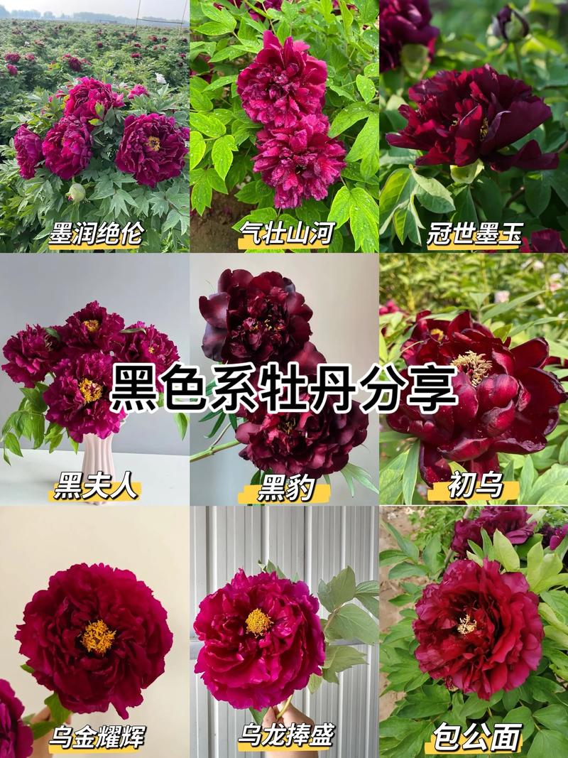 牡丹花冬天会开花吗?自然花期与反季节养护全解析 一、牡丹的自然花期与休眠特性