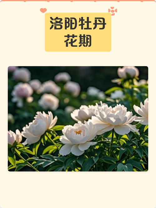 牡丹花冬天会开花吗?自然花期与反季节养护全解析 三、南北种植差异化建议