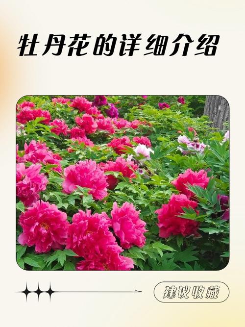 牡丹花冬天会开花吗?自然花期与反季节养护全解析 总结