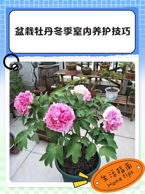牡丹花冬天会开花吗?自然花期与反季节养护全解析 五、常见问题与解决(FAQ)