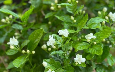 茉莉花就是栀子花吗？一文带你看懂这两种常见花卉的真相