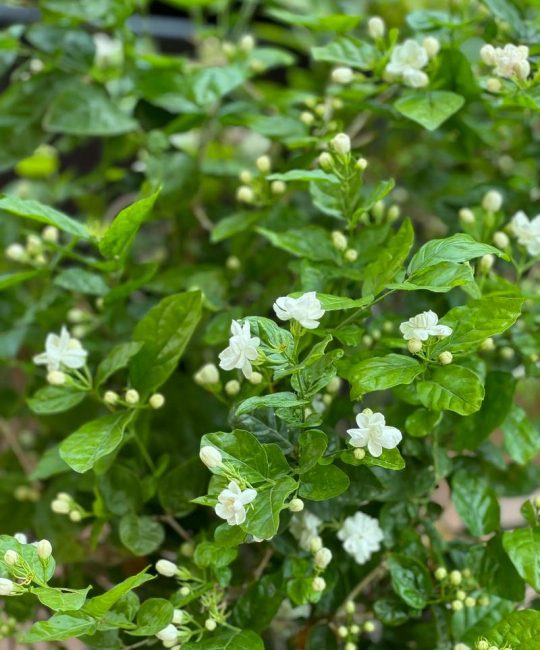 茉莉花就是栀子花吗？一文带你看懂这两种常见花卉的真相