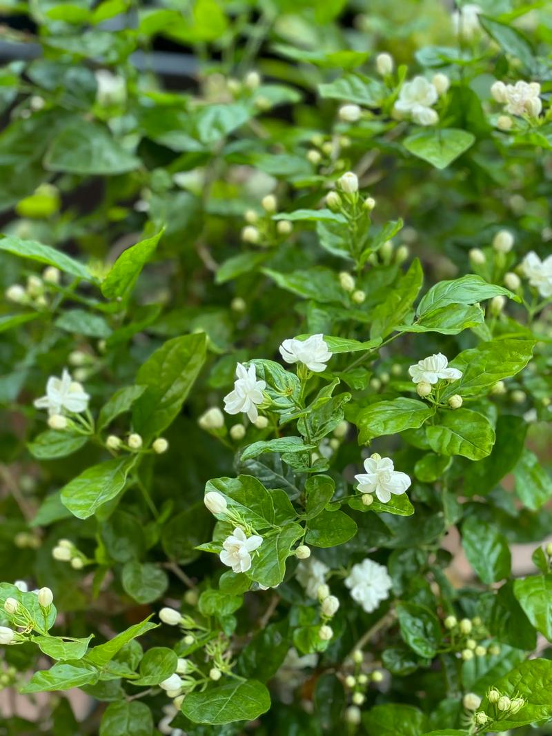 茉莉花就是栀子花吗?一文带你看懂这两种常见花卉的真相 一、植物学分类:科属就不同
