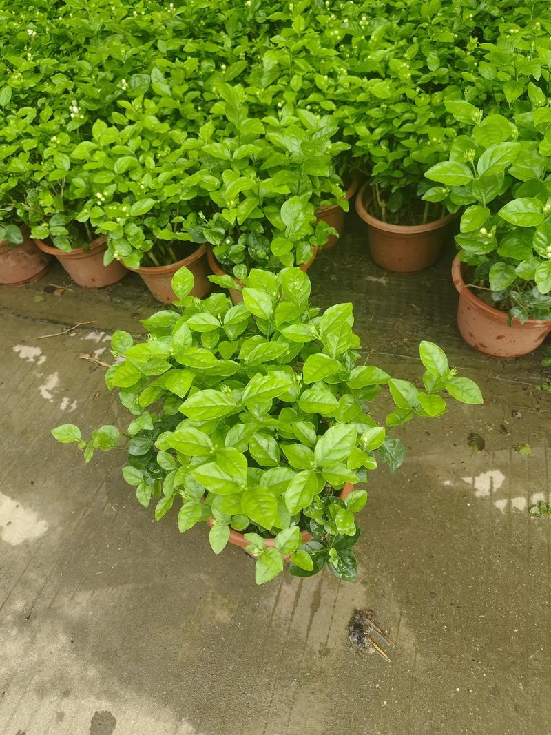 茉莉花就是栀子花吗?一文带你看懂这两种常见花卉的真相 二、形态特征:叶片、花朵各不同