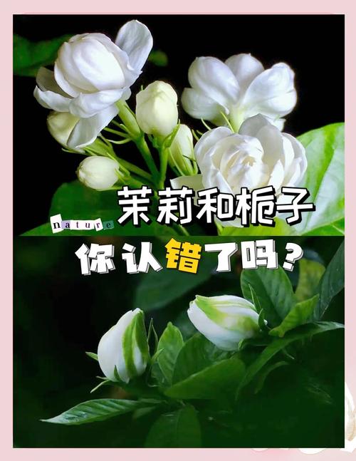 茉莉花就是栀子花吗?一文带你看懂这两种常见花卉的真相 四、养护要点:习性大不同