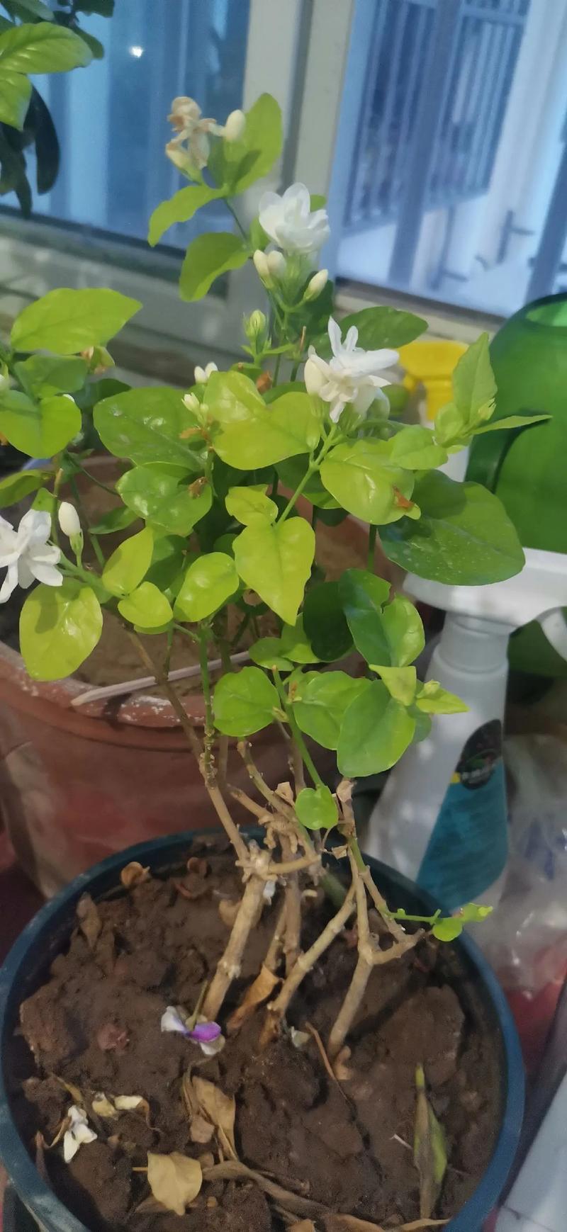 茉莉花就是栀子花吗?一文带你看懂这两种常见花卉的真相 三、香气区别:一个清甜,一个浓郁