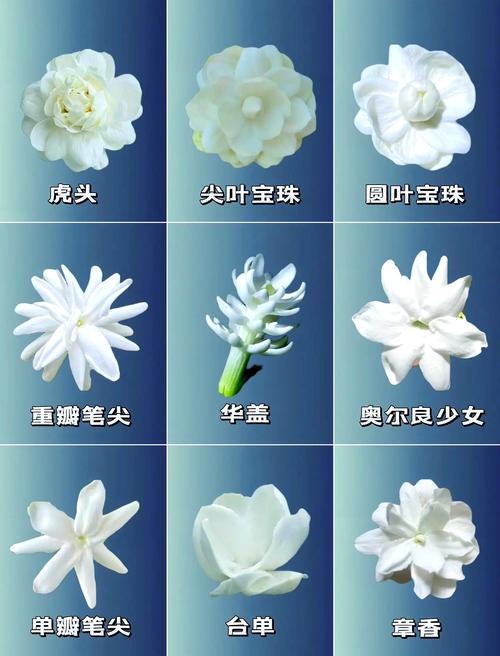 茉莉花就是栀子花吗?一文带你看懂这两种常见花卉的真相 结语