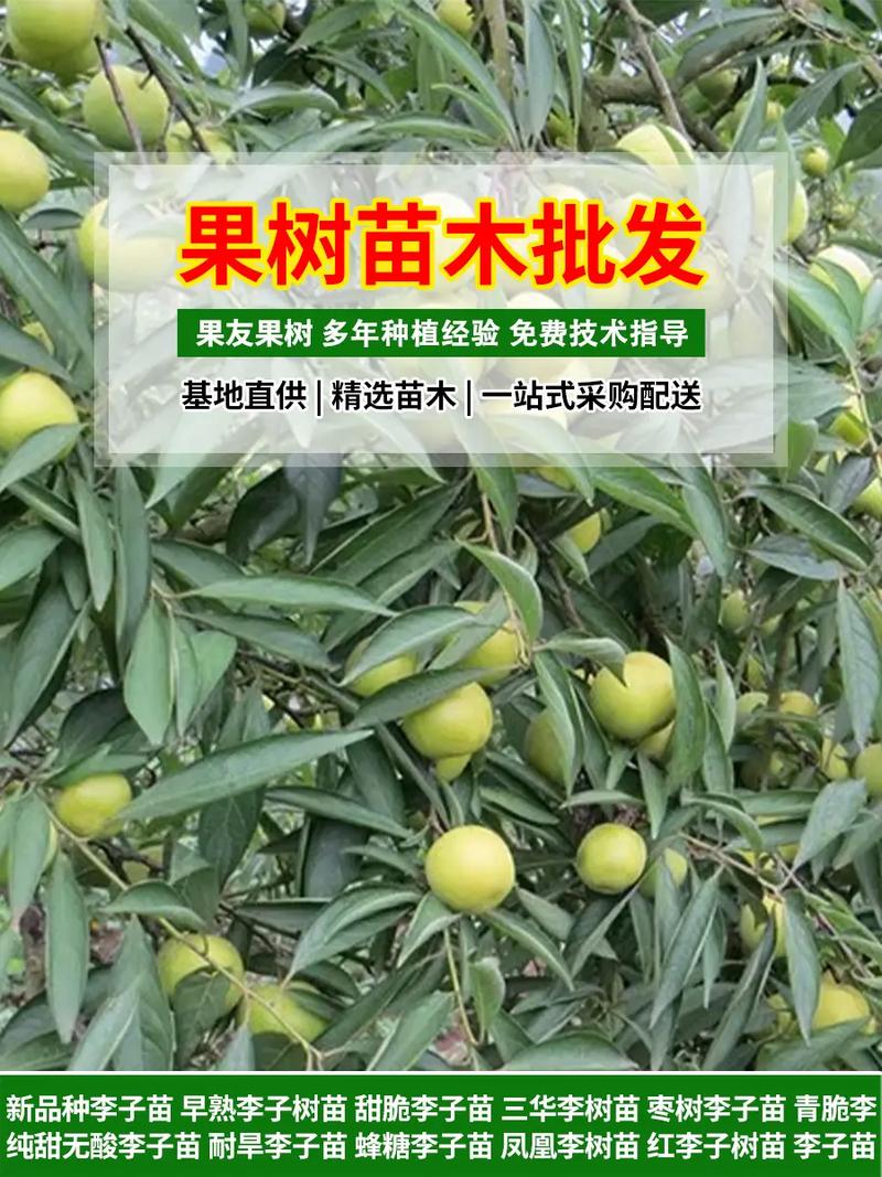 青脆李树苗采购指南:如何科学选择渠道与规避陷阱 综合评估与结论