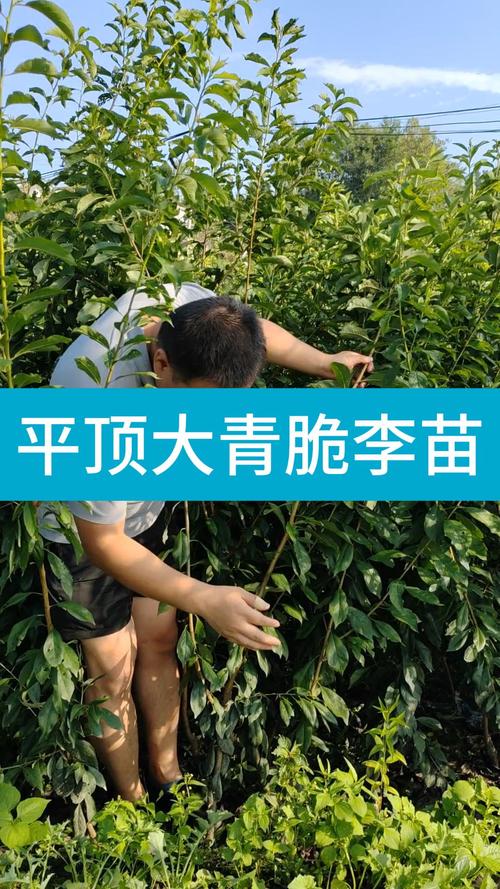 青脆李树苗采购指南:如何科学选择渠道与规避陷阱 第三步:根系状态与运输方案评估