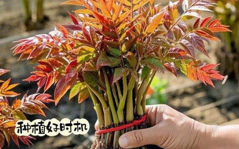 香椿树苗什么时候移栽最好？掌握这7个步骤，成活率高达95%以上