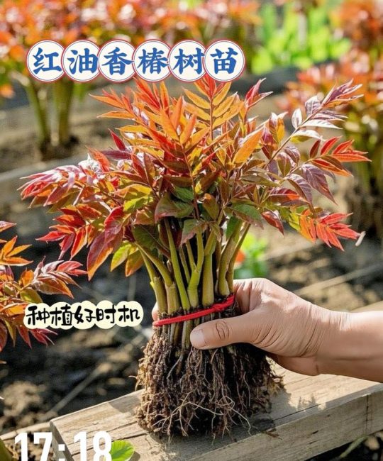 香椿树苗什么时候移栽最好？掌握这7个步骤，成活率高达95%以上