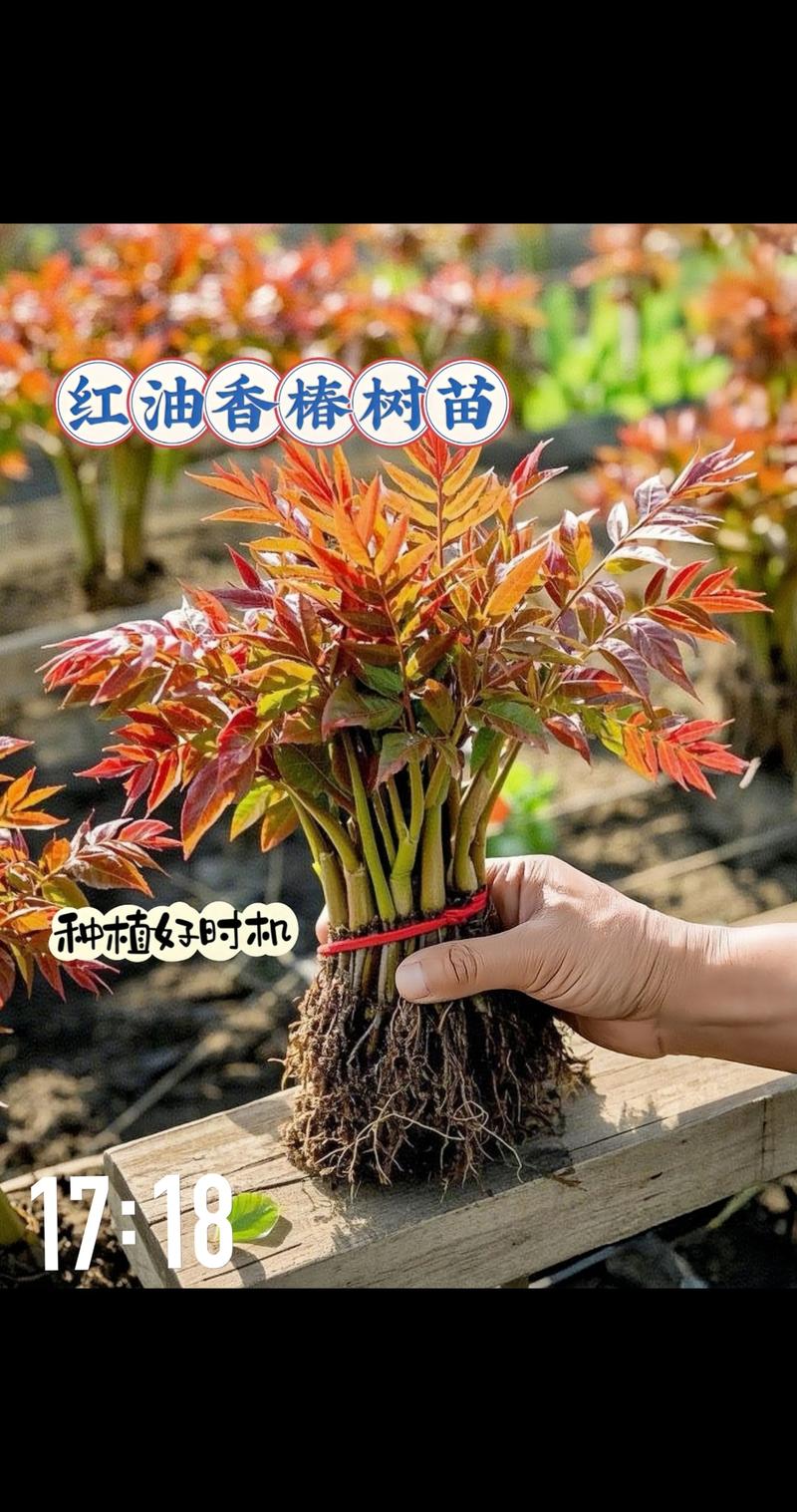香椿树苗什么时候移栽最好?掌握这7个步骤,成活率高达95%以上 一、适宜时间:选对月份,季节是关键