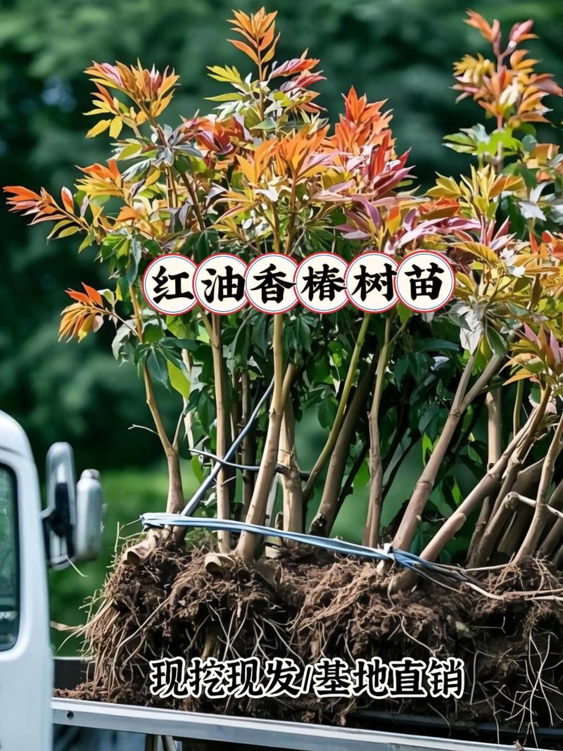 香椿树苗什么时候移栽最好?掌握这7个步骤,成活率高达95%以上 四、栽植深度:根茎结合部平地面