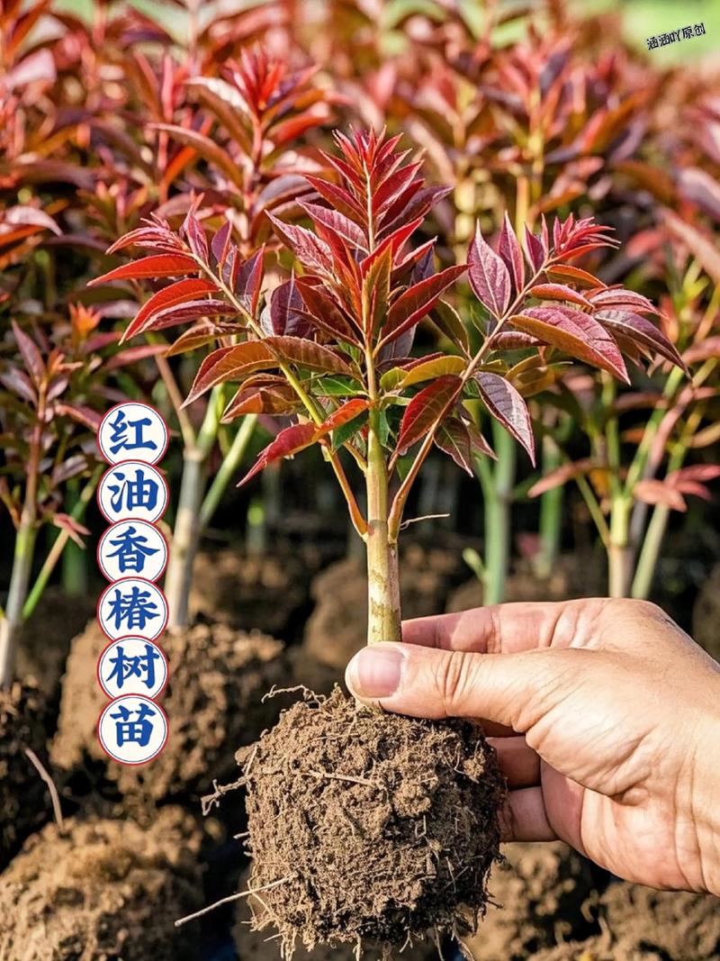 香椿树苗什么时候移栽最好?掌握这7个步骤,成活率高达95%以上 五、浇定根水:第一次水必须“透”