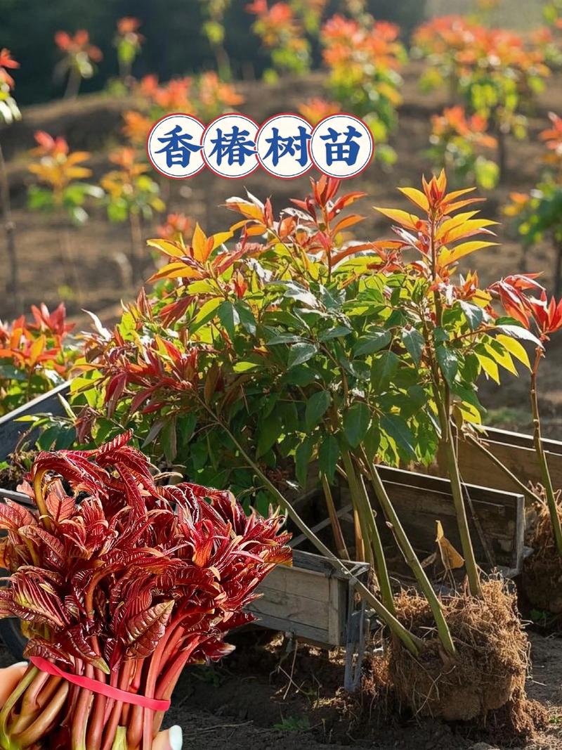 香椿树苗什么时候移栽最好?掌握这7个步骤,成活率高达95%以上 六、缓苗管理:控水遮阴助恢复