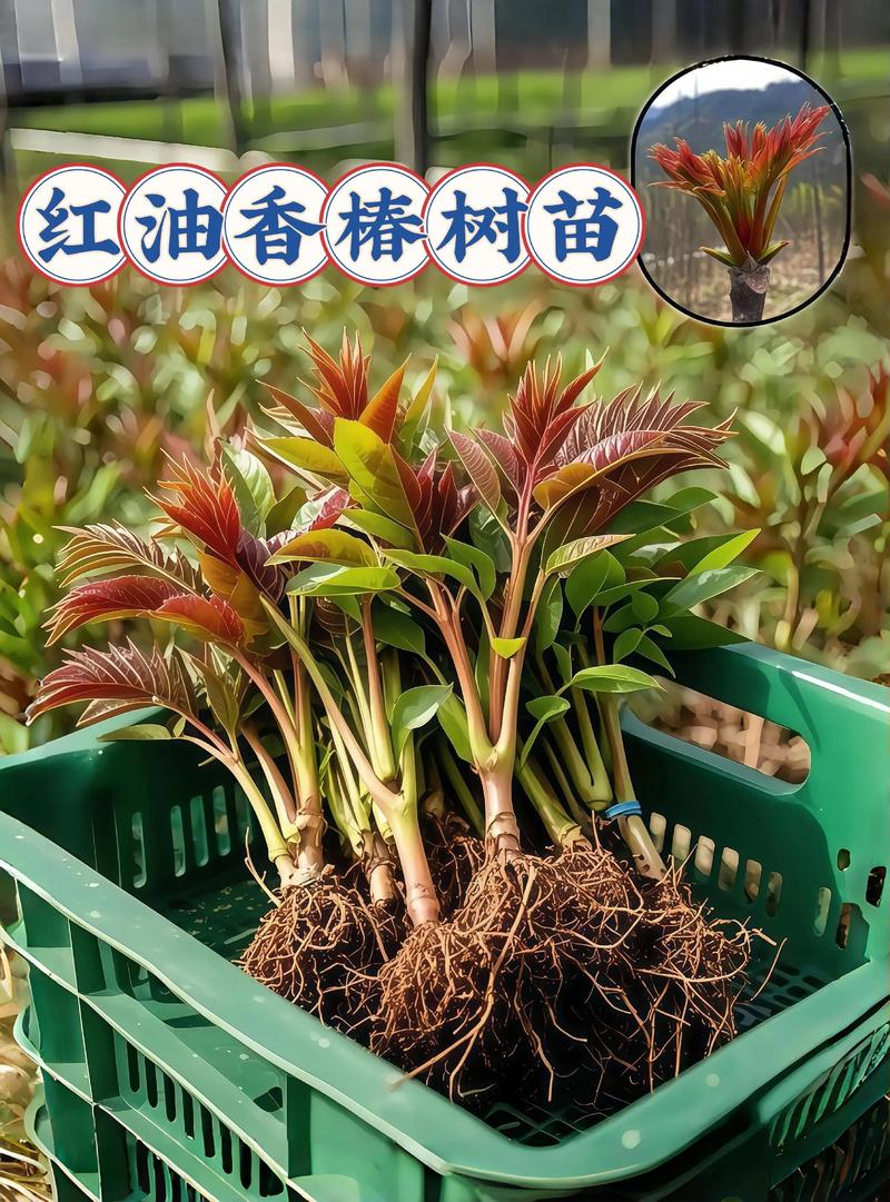 香椿树苗什么时候移栽最好?掌握这7个步骤,成活率高达95%以上 七、成活注意事项:两大死因提前防