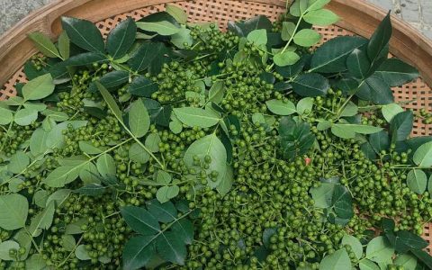 刚摘的花椒怎么晒干