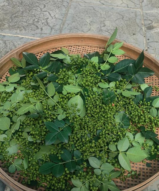 刚摘的花椒怎么晒干