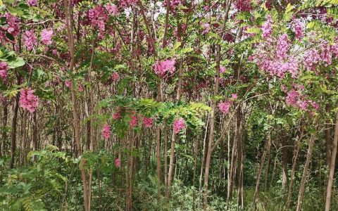 香花槐购买渠道科学评估指南