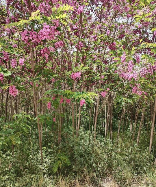 香花槐购买渠道科学评估指南