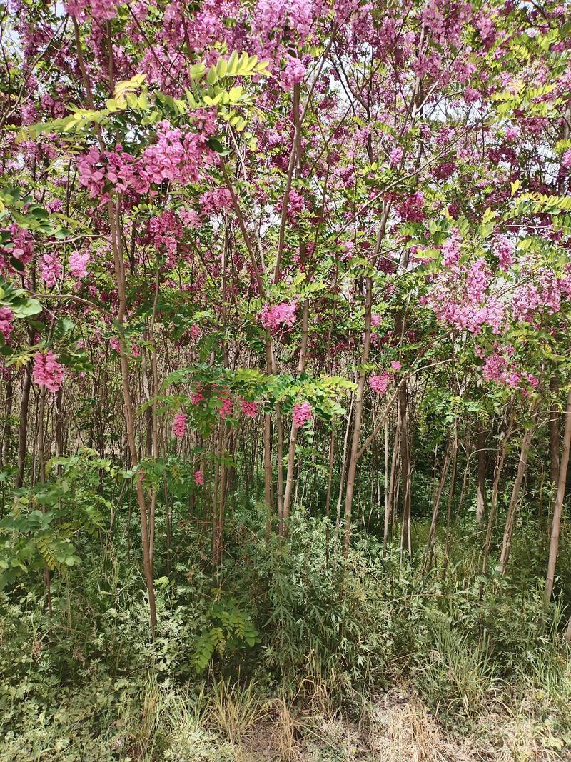 香花槐购买渠道科学评估指南 香花槐购买渠道科学评估指南
