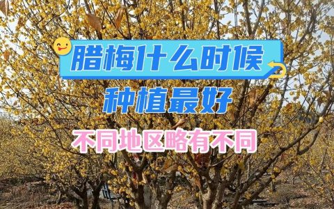 腊梅在东北可以栽种吗？一份详细的引种与越冬指南