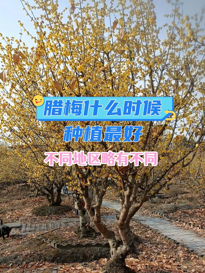 腊梅在东北可以栽种吗?一份详细的引种与越冬指南 腊梅在东北可以栽种吗?——先看耐寒数据