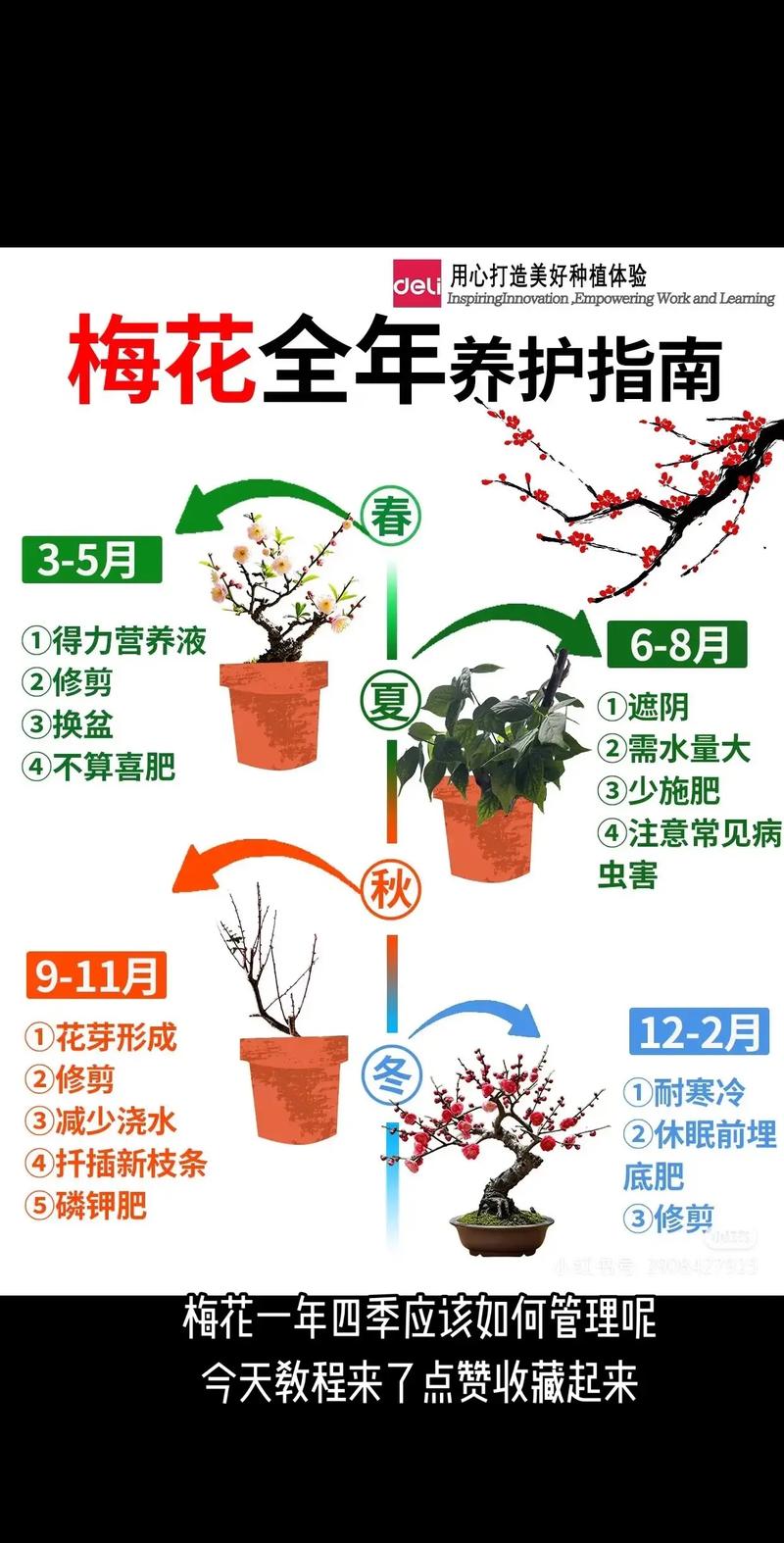 腊梅在东北可以栽种吗?一份详细的引种与越冬指南 常见误区与成活率提升