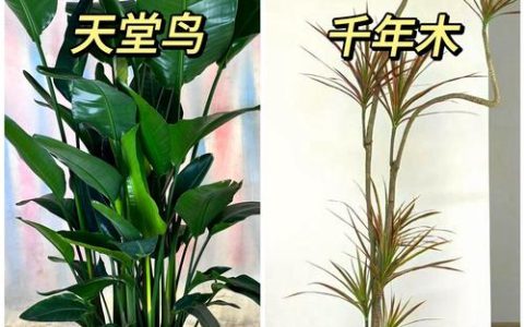 唐红杨树什么电视剧？探秘这种惊艳园艺树种的真相