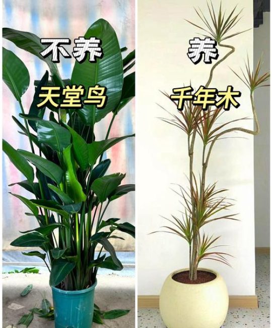 唐红杨树什么电视剧？探秘这种惊艳园艺树种的真相