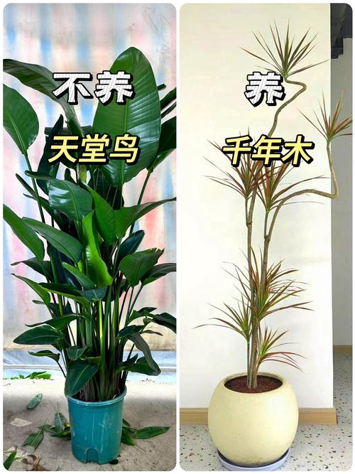 引人入胜的“电视剧”疑问