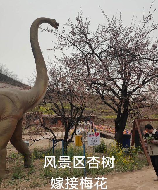 杏树能嫁接梅花吗？科学原理、操作步骤与成活率分析
