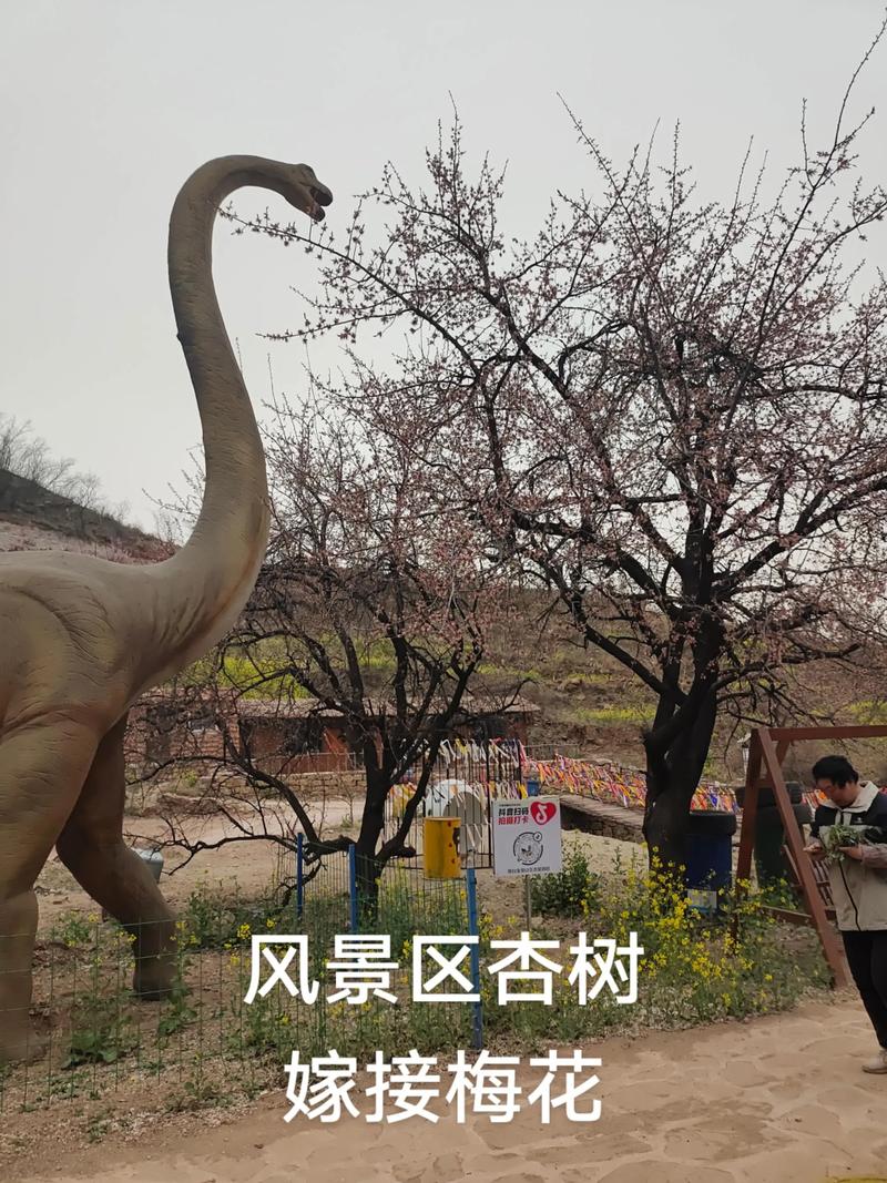 嫁接不亲和的科学原理：为什么杏树与梅花难愈合？