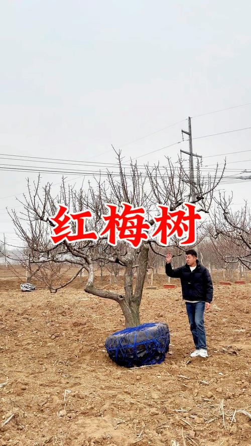 总结与建议：更优的替代方案