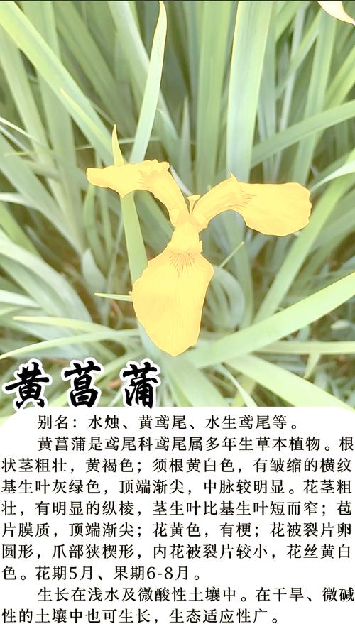 黄菖蒲是花卉吗?——黄菖蒲观赏特性与养护全攻略 修剪促花系统指导