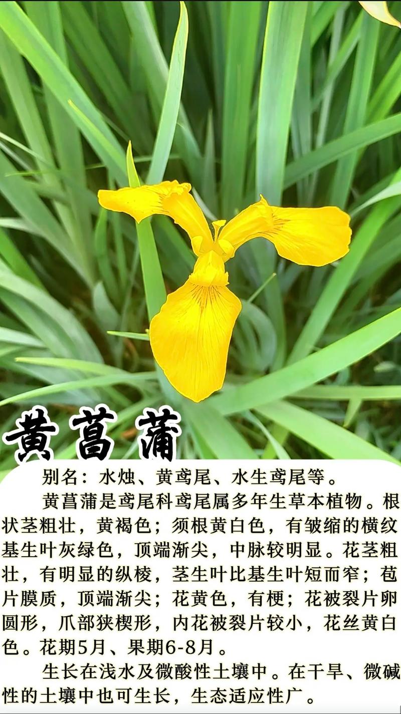 黄菖蒲是花卉吗?——黄菖蒲观赏特性与养护全攻略 盆栽/地栽选择决策
