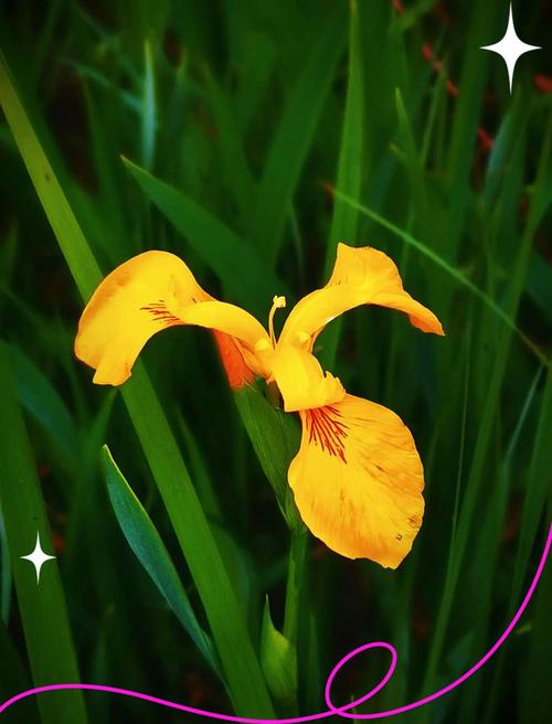 黄菖蒲是花卉吗?——黄菖蒲观赏特性与养护全攻略 常见问题(FAQ)