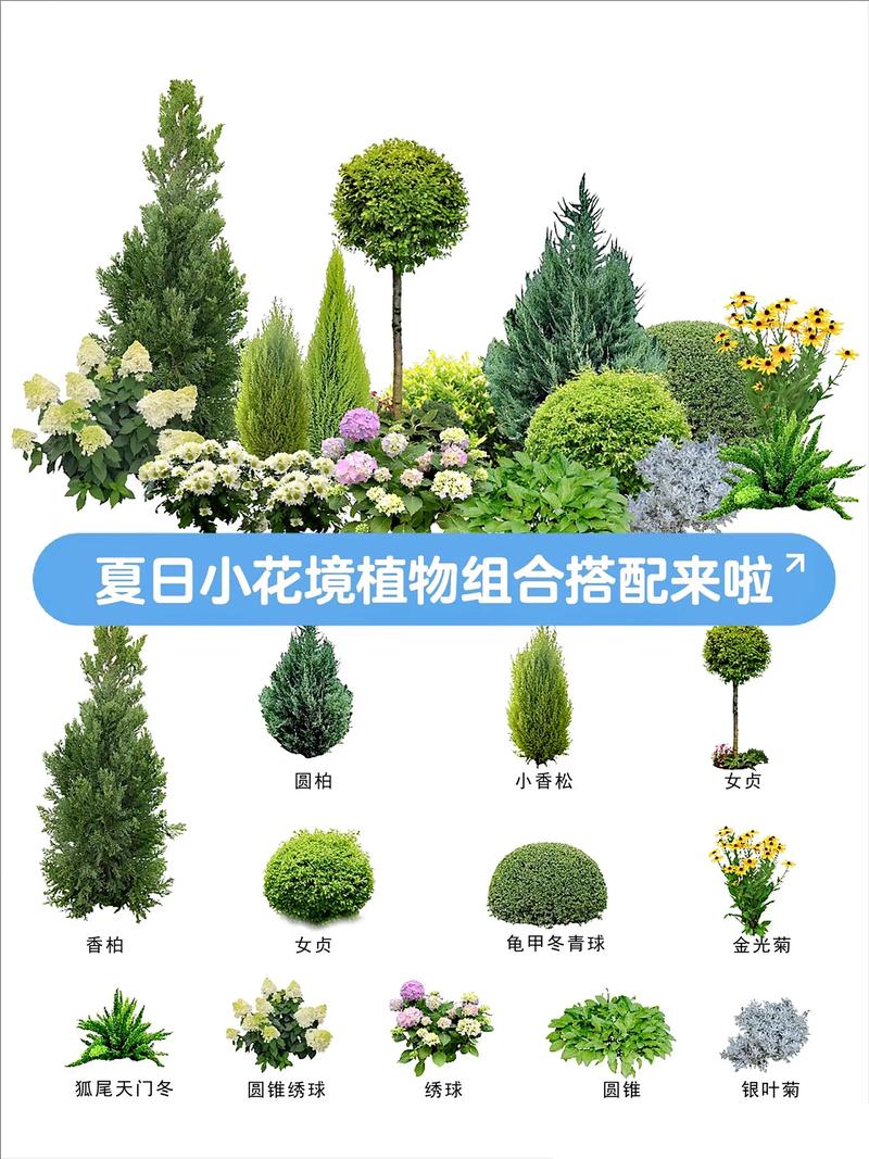 野花组合都有什么花?常见种类与搭配指南 三、种植与养护要点