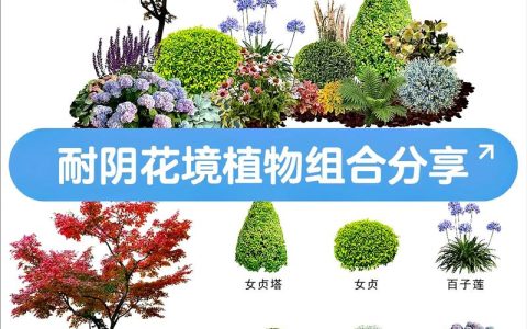 野花组合都有什么花？常见种类与搭配指南