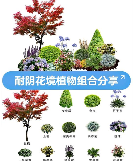 野花组合都有什么花？常见种类与搭配指南