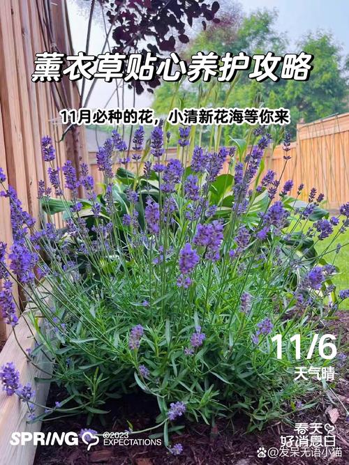 勿忘我与薰衣草品种基础档案