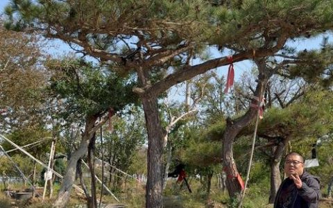 门口可以种松树吗？种植条件、根系风险与文化寓意解析