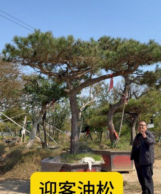 门口可以种松树吗？种植条件、根系风险与文化寓意解析
